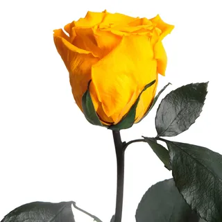 Ewige Rose Gelb - echte ewige Blume mit Stängel 30-35cm lang haltbar 3 Jahre - Blumen für Hello Yellow Deko und für Glasvase Geschenke für Frauen zum Geburtstag - Genesung Geschenke (Gelb)