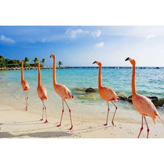 Poster-Bild 100 x 70 cm: Erstaunlicher Flamingo am Strand, Aruba Island (94189535)
