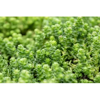Pflanzen Für Dich Sedum acre Mauerpfeffer Gelb Ca. 9x9 cm Topf