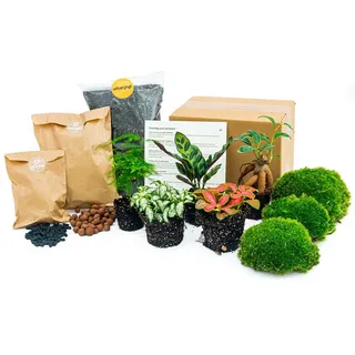 urbanjngl - Planten Terrarium Paket – 5 Terrarium Pflanzen, Nachfüll- & Startset für DIY Terrarium, Mini Ökosystem Pflanzen, ideal für Innenräume, pflegeleicht und dekorativ