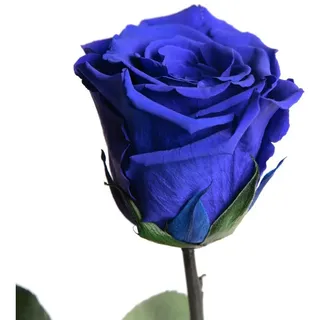 Kunstblume Ewige Rose konserviert mit Stiel echte haltbare Blume Rose, ROSEMARIE SCHULZ Heidelberg, Höhe 30 cm, Infinity Rose, Geschenk für Frauen, Valentinstag, Made in Germany blau Ø 5 cm x 30 cm x 30 cm