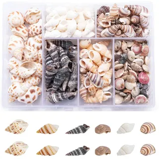 Funngy Muscheln,100 PCS Muscheln zum Basteln Muscheln Gemischt Ozean Muscheln Deko Muscheln Dekorative Granulate für Vase Füllstoffe Party Hochzeit Dekor DIY Kunsthandwerk Fisch Panzer Tiny Sea Shell