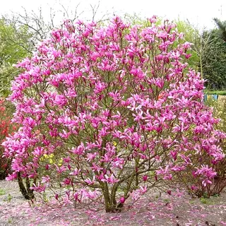 1 x Magnolie 'Susan' laubabwerfender buschiger Strauch, winterhart, Gartenpflanze im 9cm Topf.