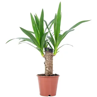 Palmlilie 1-stämmig - pflegeleichte Zimmerpflanze, Yucca Elephantipes Palme 20 - Höhe ca. 45 cm, Topf-Ø 12 cm - Grün