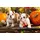Bulldog Tiere Wanddeko Papier 5x2 8 m