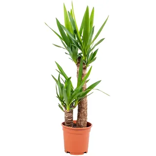 Bloomique - Yucca Elephantipes - Elefantenfuß-Yucca - Palmlilie - Zimmerpflanzen - Pflegeleicht - Luftreinigend - Höhe 60-70 cm - Topf 17 cm