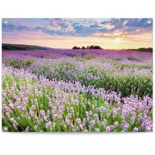 Poster REINDERS "Lavender Field", lila (farbe bild(er): lila), B:80cm H:60cm T:0,1cm, Bilder, Poster, Garten - Landschaft - Natur - Lila - Leinwand - 80x60 cm