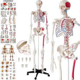 Tectake tectake® Skelett, lebensgroß und detailgetreu, farblich markierte Bereiche sowie Muskelnummerierung, inklusive Anatomieposter