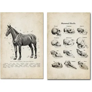 ZHJJD Hund Pferd Tier Anatomie Poster Vintage Skelett Schädel Medizinische Gemälde Bild Leinwand Hund Pferd Wand Bilder Anatomie Bild Dekor 50x70cmx2 Kein Rahmen, Schwarz & Weiß