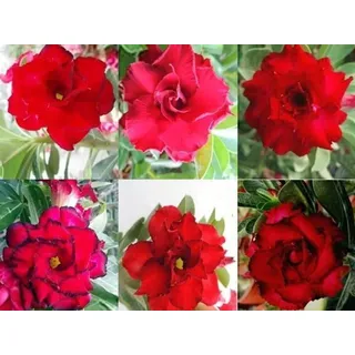 Adenium obesum rot - Wüstenrose - Topf 10,5cm - Höhe 25-40cm Zimmerpflanzen - Rot