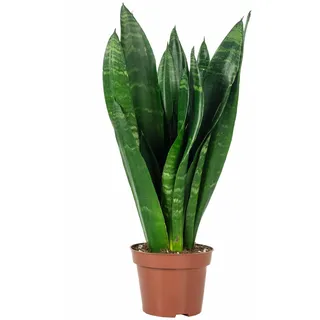 Bogenhanf - pflegeleichte Zimmerpflanze, Sansevieria trifasciata Black Coral - Höhe ca. 35 cm, Topf-Ø 12 cm