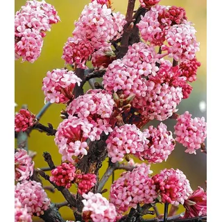 BALDUR Garten 1x Duft-Schneeball Dawn, Pflanze im 2 Liter-Topf, Viburnum bodnantense Winterschneeball, winterhart, mehrjährig, pflegeleicht, blühend, Vanille Duft, anspruchslose Pflanze