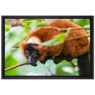 Pixxprint roter Vari auf AST Leinwandbild 60x40 cm im Bilderahmen, Wandbild, Schattenfugenrahmen, Kein Poster