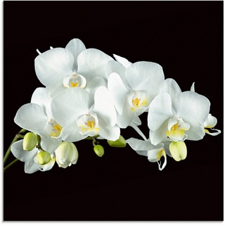 Artland Glasbild Weiße Orchidee auf schwarzem Hintergrund, Blumen (1 St), in verschiedenen Größen weiß 20 cm x 20 cm