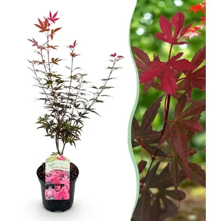 GreenboutiQ - Balkonpflanze - Japanischer Ahorn - Acer palmatum Skeeters Broom - Lila - 1 Pflanze - Laubabwerfend - Topf 19cm Höhe 70cm