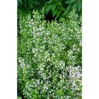 Pflanzen Für Dich Calamintha Nepeta Weißer Riese Bergminze Ca. 9x9 cm Topf
