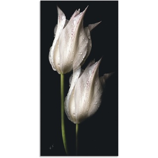 Wandbild ARTLAND "Weiße Tulpen in der Nacht" Bilder Gr. B/H: 75 cm x 150 cm, Alu-Dibond-Druck Blumenbilder Hochformat, 1 St., schwarz Kunstdrucke
