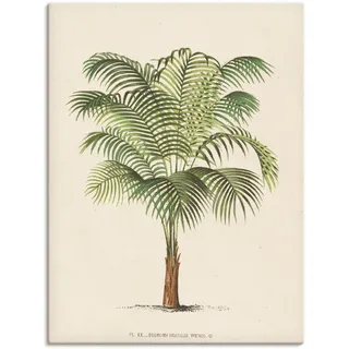 Wandbild ARTLAND "Palme II" Bilder Gr. B/H: 45 cm x 60 cm, Leinwandbild Pflanzen Hochformat, 1 St., beige (naturfarben) Kunstdrucke als Leinwandbild, Poster, Wandaufkleber in verschied. Größen