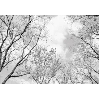WallArena Vlies Fototapete, Wald, 400x280cm