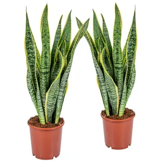 Bloomique Zimmerpflanze Bloomique - 2er Set - Sansevieria Laurentii - Bogenhanf - Sukkulenten, 2 St. grün