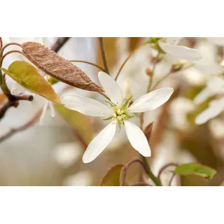 Pflanzen Für Dich Amelanchier lamarckii 125–150 cm