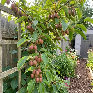 Bloomique - Actinidia arguta Issai 'Ken's Red' - Rote Kiwibeere - Obstpflanze - Gartenpflanze - Winterhart - Höhe 50-70 cm - Topfgröße: 15 cm