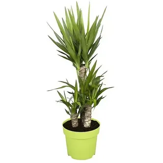 Piardino Palmlilie  (Yucca elephantipes, Topfgröße: 21 cm, 3 Stämme gestuft)