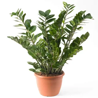 Zamioculca Zamiifolia Zimmerpflanze - Prämie Innenbereich getopfte Zimmerpflanze in 13cm