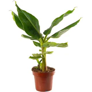 Gartenfeste Bananenpflanze (Musa Dwarf Cavendish) - widerstandsfähig und exotisch (Topfgröße 12 cm)