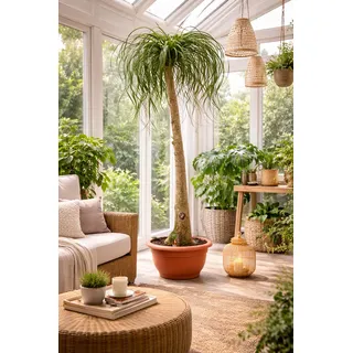Elefantenfuß 160–200 cm (Beaucarnea recurvata) – Flaschenbaum Zimmerpflanze, pflegeleicht, langlebig, luftreinigend, ideal für Wohnzimmer & Büro, dekorative Wasserpalme in XL Größe