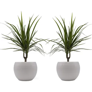 Drachenbaum marginata-Duo mit handgefertigtem Keramik-Blumentopf "Cresto Weiß", 2 Pflanzen und Deko-Töpfe