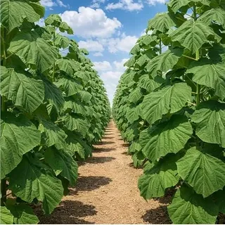 Paulownia Shan Tong Fortunei x Tomentosa Pflanzen Hybrid 9503 Pflanze Pro Kiribaum Winterhart Schnellst wachsender Baum der Welt 35-45cm