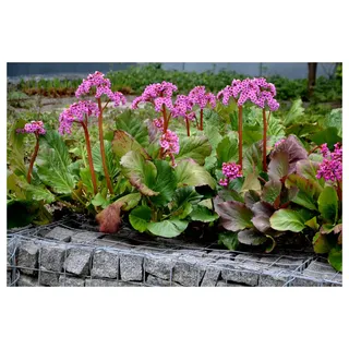 Stauden Gänge 3 x Bergenia cordifolia 'Winterglut' Bergenie winterhart