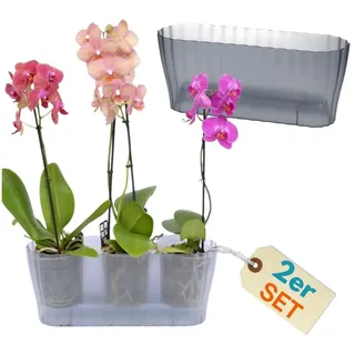 GarPet Orchideentopf 13 x 13 x 15,6 cm Transparent