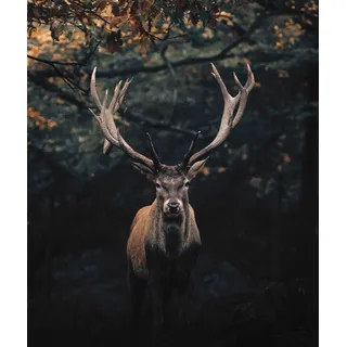 Bönninghoff Hirsch im Wald Leinwand 118x140 cm