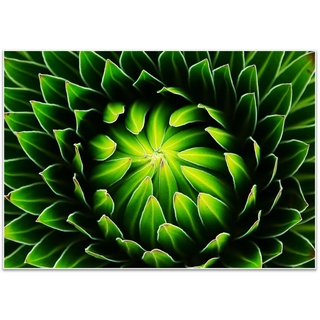 wandmotiv24 Poster Pflanze, Kaktus, grün, Natur (1 St), Wandbild, Wanddeko, Poster in versch. Größen grün 100 cm x 70 cm x 0.1 cm