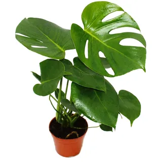 Monstera deliciosa Fensterblatt 12cm Topf ca. 30-35cm hoch