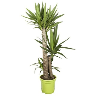 Piardino Palmlilie  (Yucca elephantipes, Topfgröße: 24 cm, 3 Stämme gestuft)