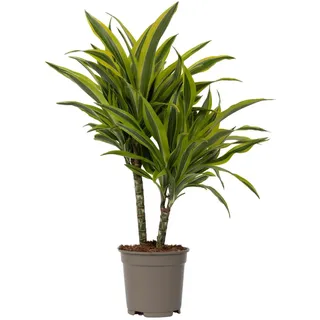 Plant in a Box - Dracaena Deremensis 'Zitronenlimette' - Drachenbaum - Topf 17cm - Höhe 60-70cm
