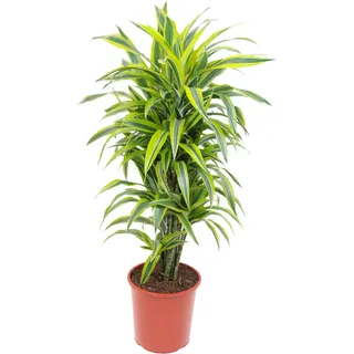 Drachenbaum Lemon Lime  Höhe ca. 100 - 130 cm Topf-Ø ca. 27 cm Dracaena