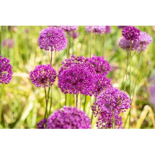 Pflanzen Für Dich Zierlauch Allium aflatunense Purple Sensation