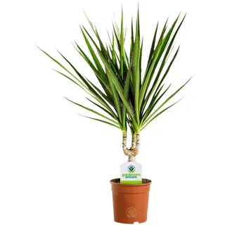 Dracaena Marginata - Drachenbaum - Lebende Zimmerpflanze fürs Haus oder Büro