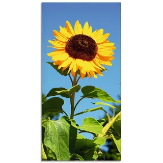 Glasbild ARTLAND "Große Sonnenblume" Bilder Gr. B/H: 30 cm x 60 cm, Glasbild Blumen Hochformat, 1 St., beige (naturfarben) Glasbilder in verschiedenen Größen