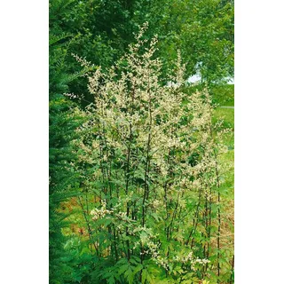 Pflanzen Für Dich Staude Artemisia lact. Guizhou, 1 St., Scheinaster, Weiße Edelraute weiß
