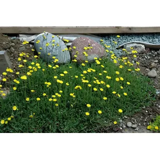 Pflanzen Für Dich Hieracium Pilosella Habichtskraut