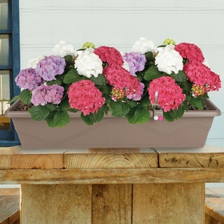 Plastkon Pflanzkübel Blumenkasten taupe 79cm mit Bewässerung Balkonkasten Pflanzkasten Blum