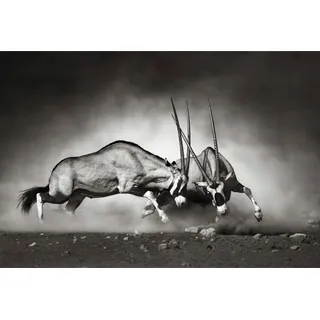 Vliestapete WALL-ART "Tiere Afrika Antilopen Duell" Tapeten Gr. B/L: 3,84 m x 2,6 m, schwarz Vliestapeten made in Berlin