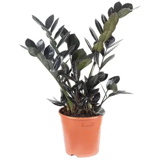 Flowerbox Zimmerpflanze Glücksfeder "Raven" 4+ - schwarze Zamioculcas zamiifolia, - Höhe ca. 35 cm, Topf-Ø 14 cm grün|schwarz