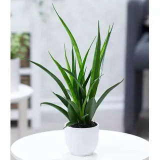 BALDUR Garten Zimmerpflanze Sansevieria 'Kirkii', 1 St., Schwiegermutterzunge grün
