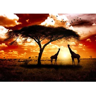 Runa Art Fototapete Afrika Giraffen 352 x 250 cm Vlies Tapeten XXL Moderne Wandtapete Wohnzimmer Schlafzimmer Braun Orange 9110011b